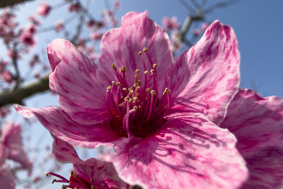 A A 20260327 40937574 40937567 I Z M I R D E P E M B E C I C E K A C A N S E F T A L I A G A C L A R I B A H C E L E R E R E N K K A T T I