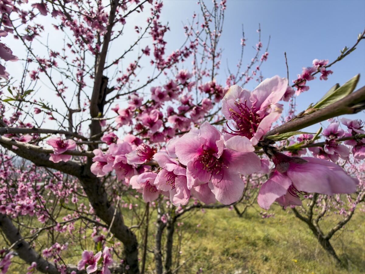 A A 20260327 40937574 40937572 I Z M I R D E P E M B E C I C E K A C A N S E F T A L I A G A C L A R I B A H C E L E R E R E N K K A T T I