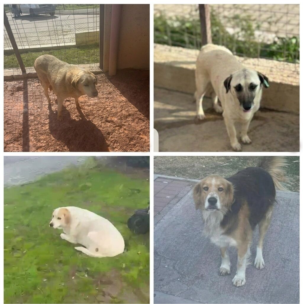 Candostlar Y A S L I C A N L A R Dunyadan1