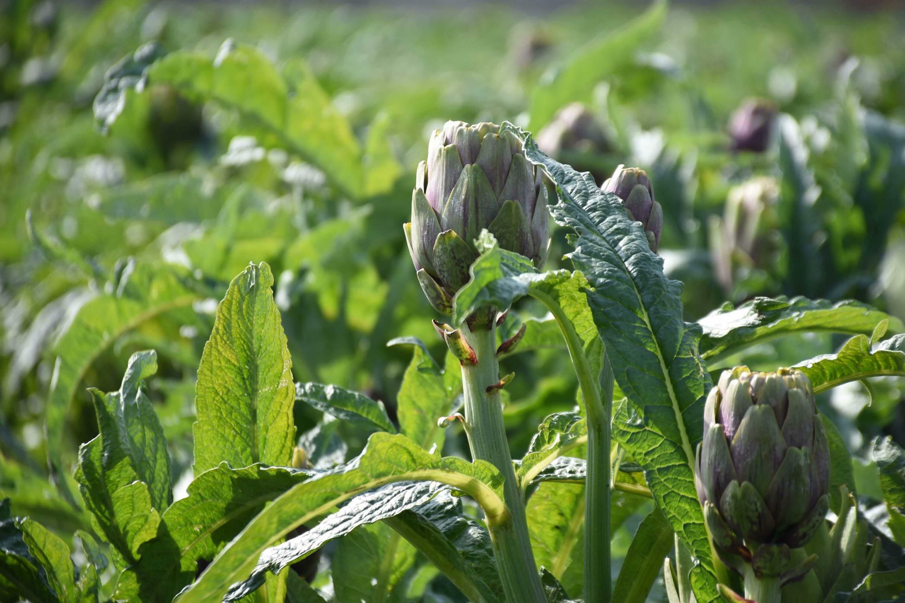 I Z M I R M E N E M E N’ D E E N G I N A R H A S A D I B A S L A D I 1195142 355344