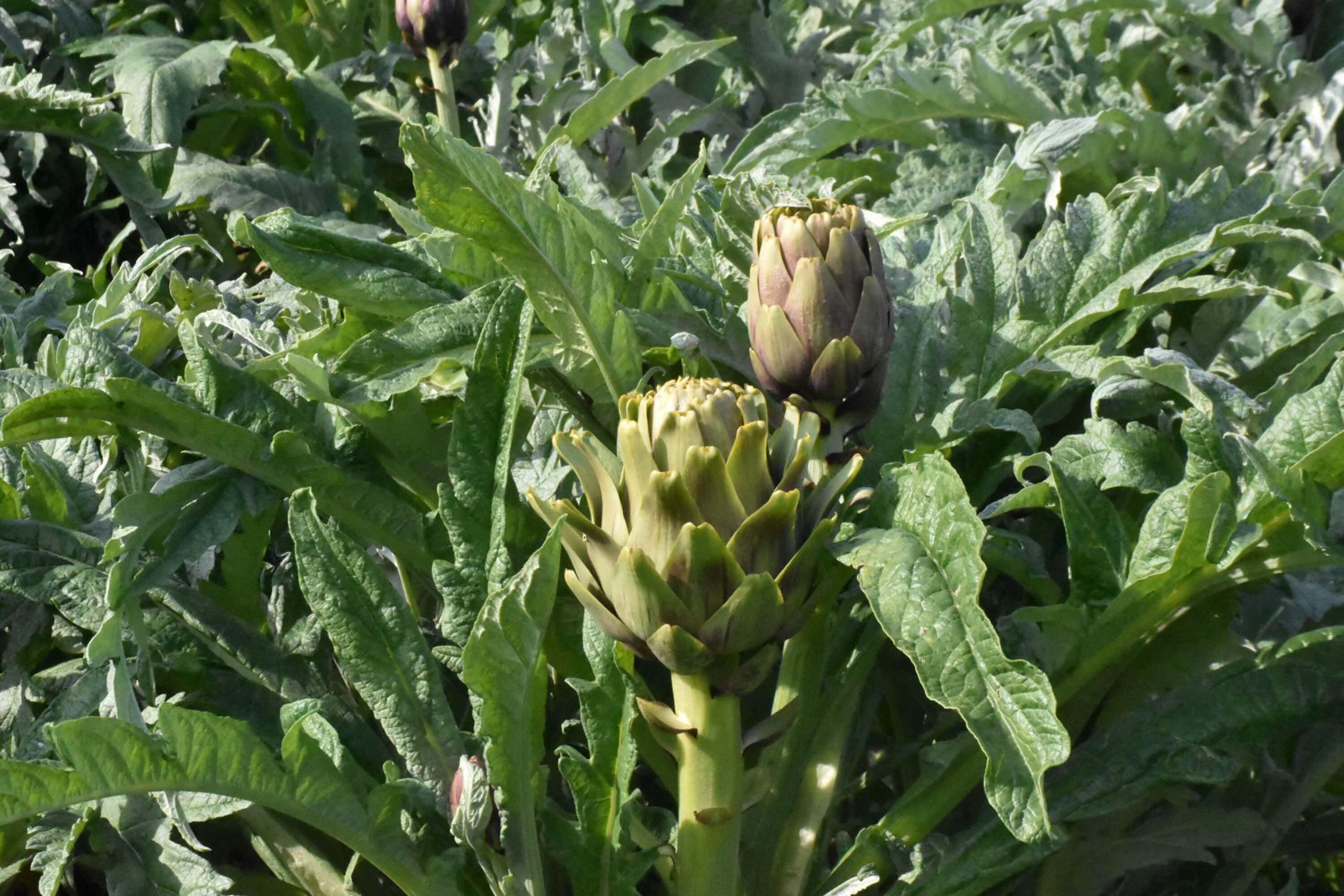 I Z M I R M E N E M E N’ D E E N G I N A R H A S A D I B A S L A D I 1195146 355344