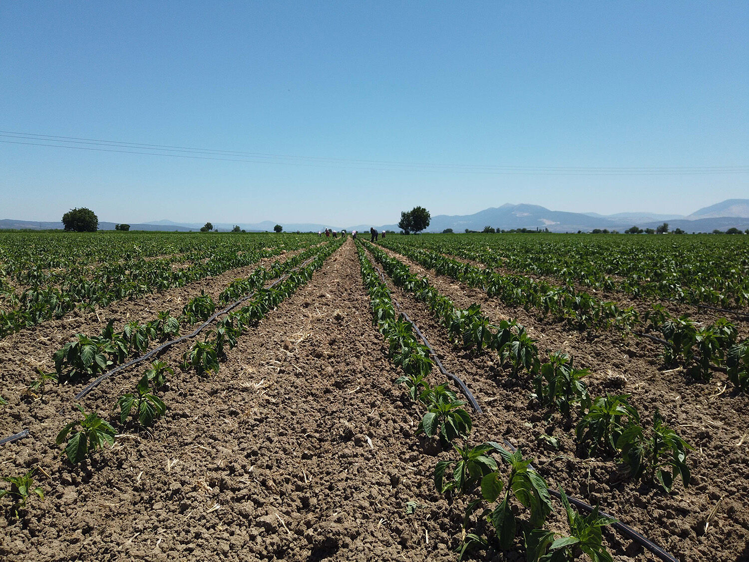 İzmir 23. Yıl (12)