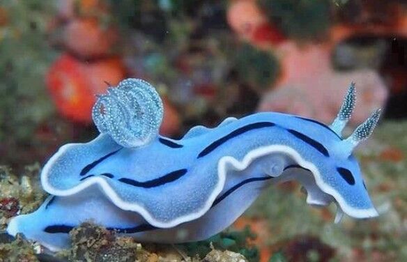 Nudibranch Türü Deniz Tavşanı