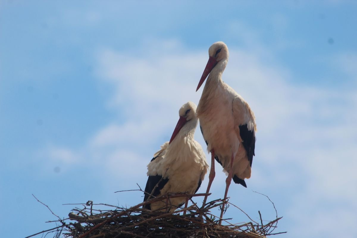 663256611 10162938757477075 2112077373241434670 N