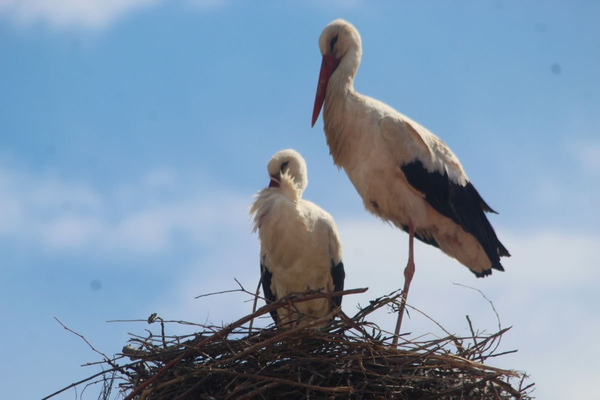 663314141 10162938757602075 3971749656644992182 N