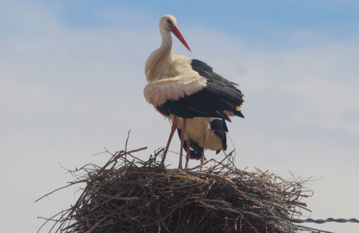 667715695 10162938757472075 632620871507193946 N