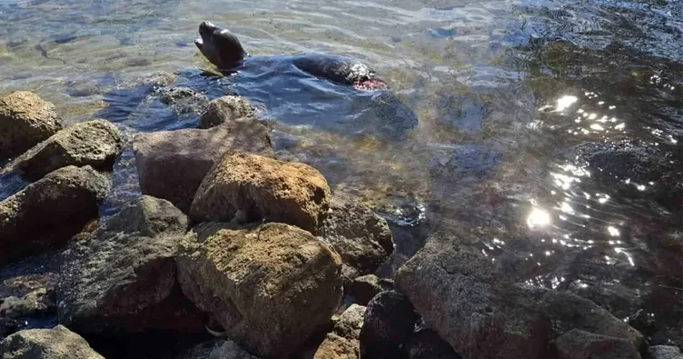 752X395 Akdenizin Nadir Canlisi Yavru Fok Olu Bulundu 1760606511581