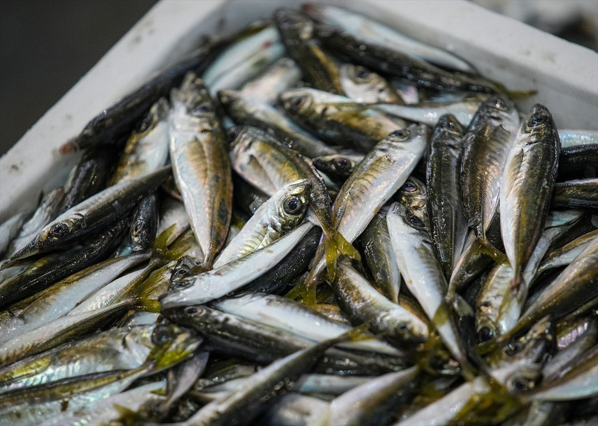 A A 20260410 41068334 41068313 E G E L I B A L I K C I L A R A V S E Z O N U N U M U T L U U G U R L U Y O R