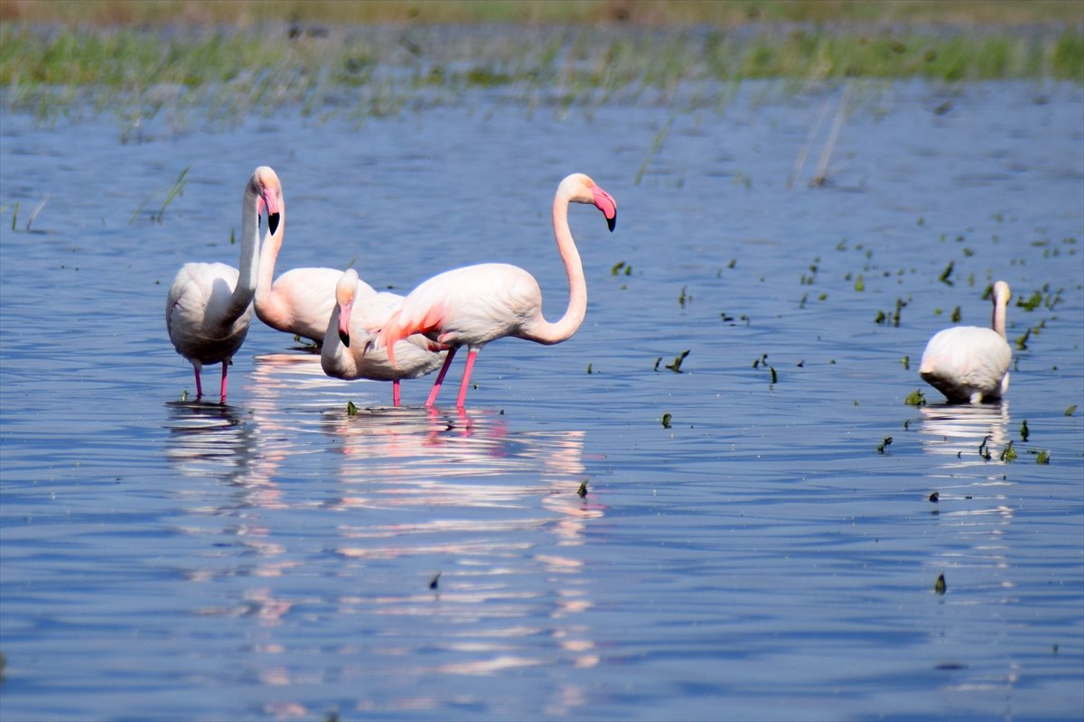 A A 20260413 41092169 41092161 M A R M A R A G O L U Y I L L A R S O N R A Y E N I D E N G O C M E N K U S L A R I A G I R L I Y O R