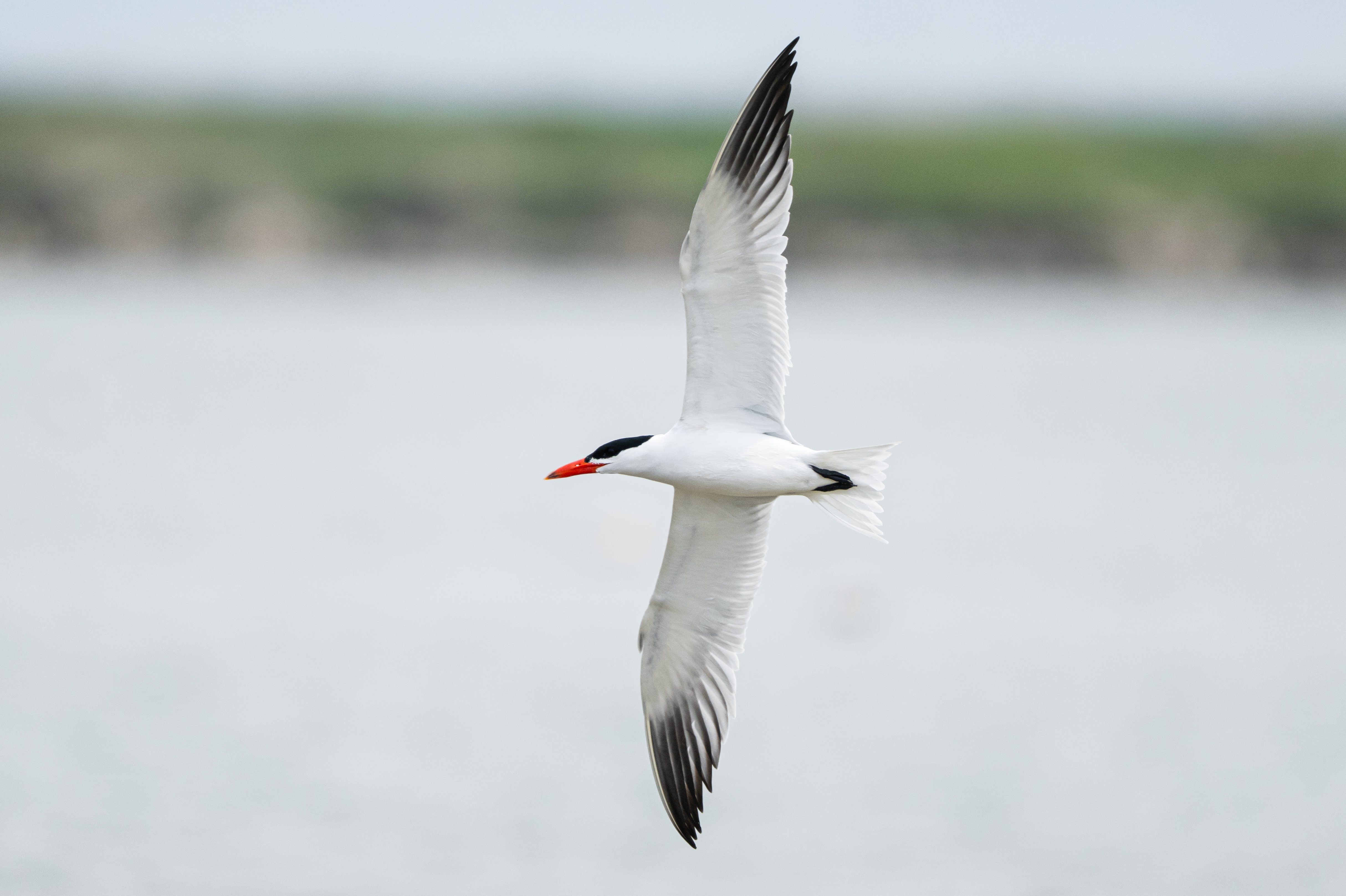 A A 20260416 41119215 41119203 G E D I Z D E L T A S I N D A B A H A R H A R E K E T L I L I G I