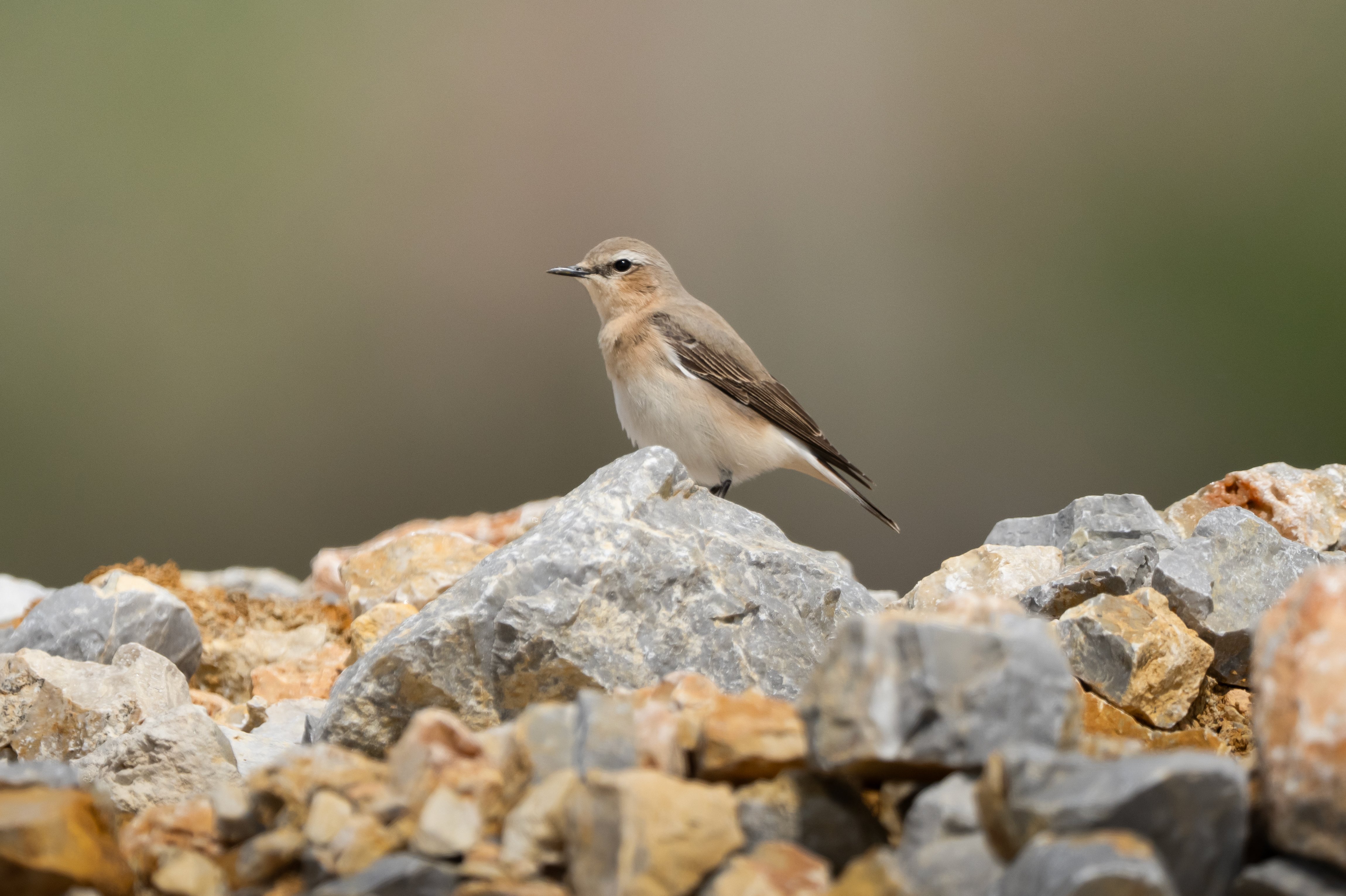 A A 20260416 41119215 41119212 G E D I Z D E L T A S I N D A B A H A R H A R E K E T L I L I G I