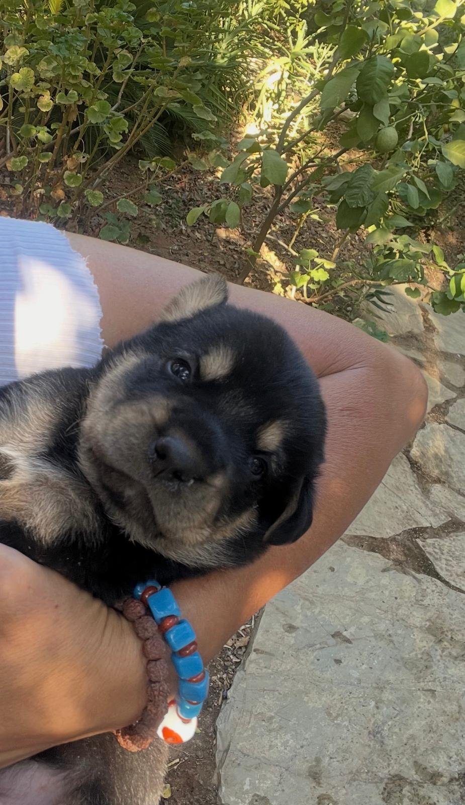 A2B49Eb5 E187 4C4A Af48 9D4145D39F44