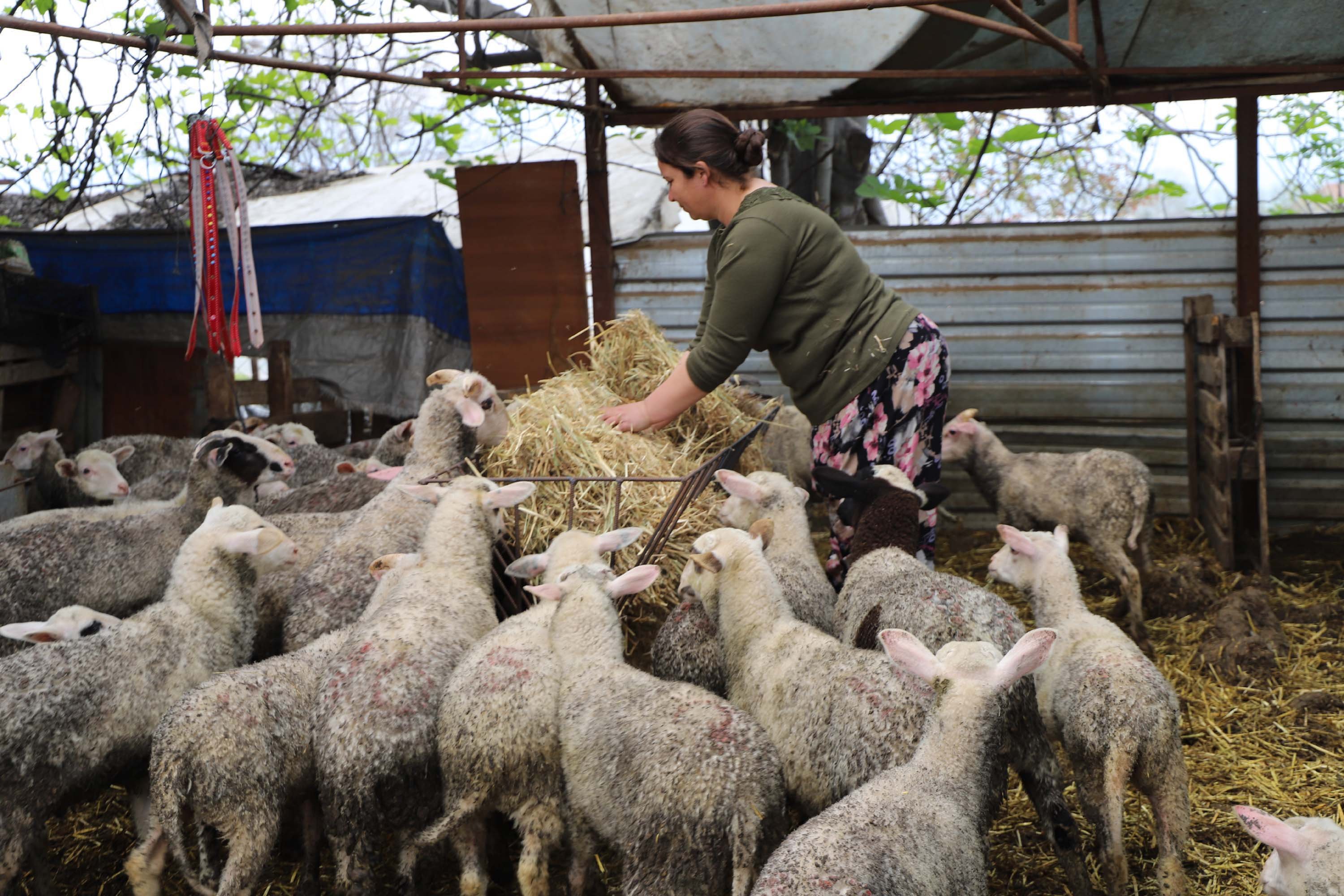 B A B A S I N I N H E D I Y E E T T I G I K U Z U Y L A C I F T L I K 1265693 376787