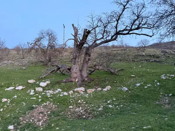 B5931D56 Afa9 4789 Baba 49C2567C987A