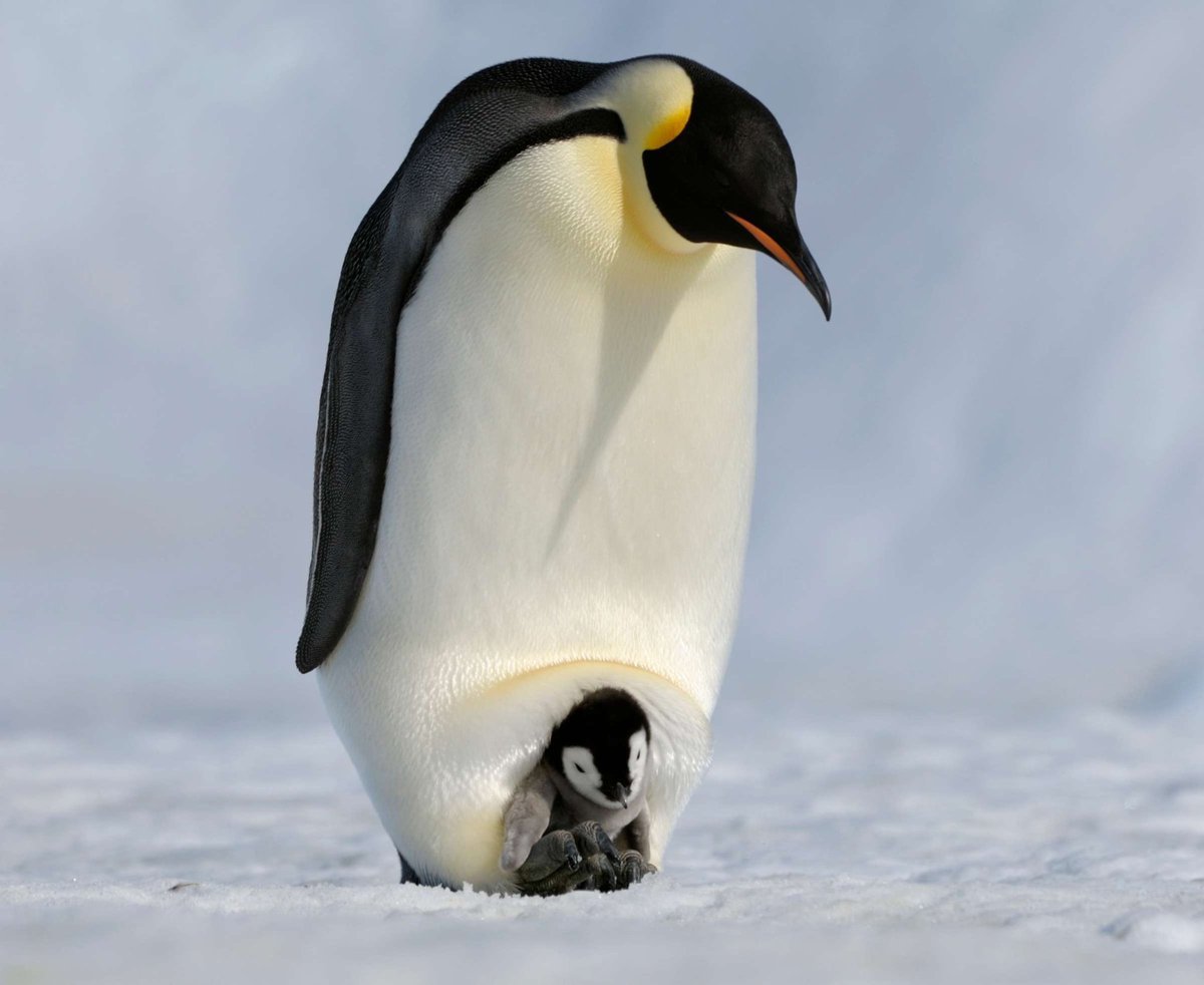 Candostlar İ K İ T U R Bizimgezegen