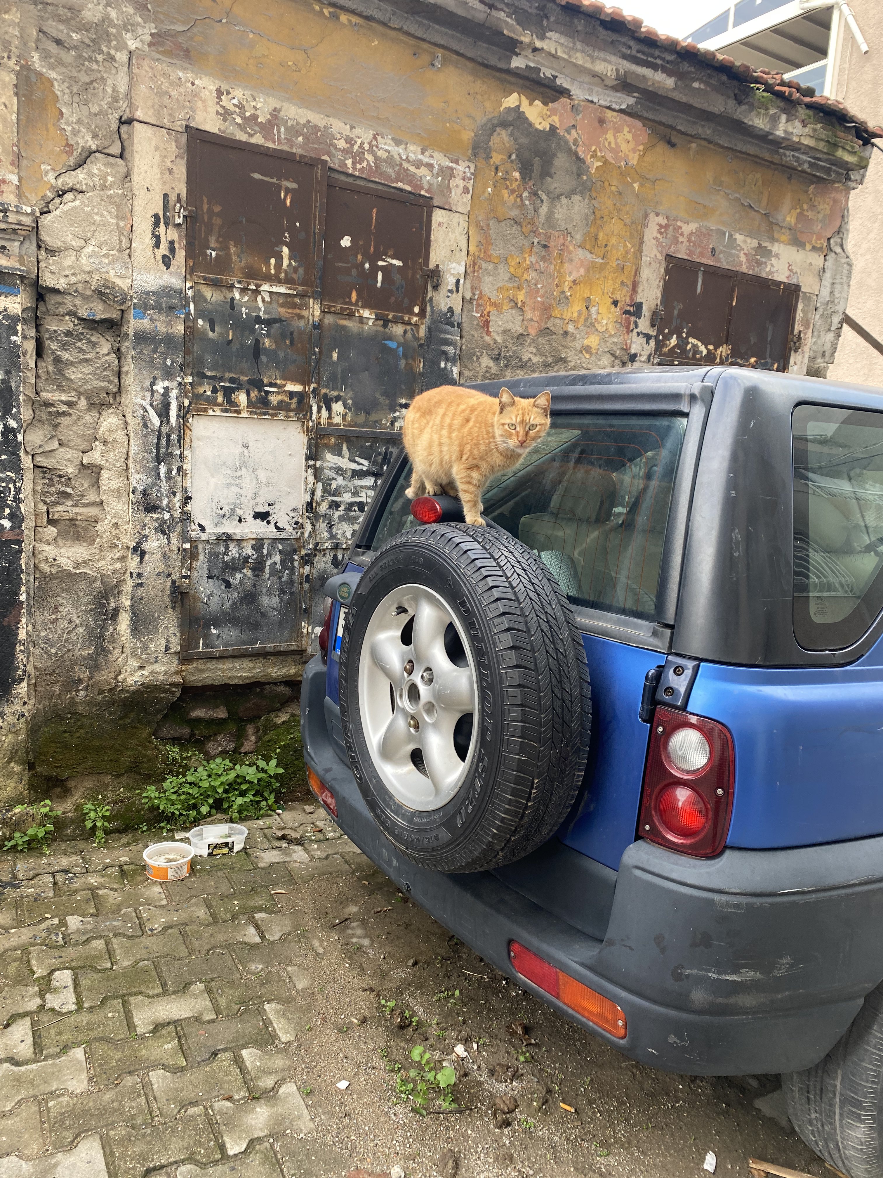 Candostlar K E D I Dunyadan7-1