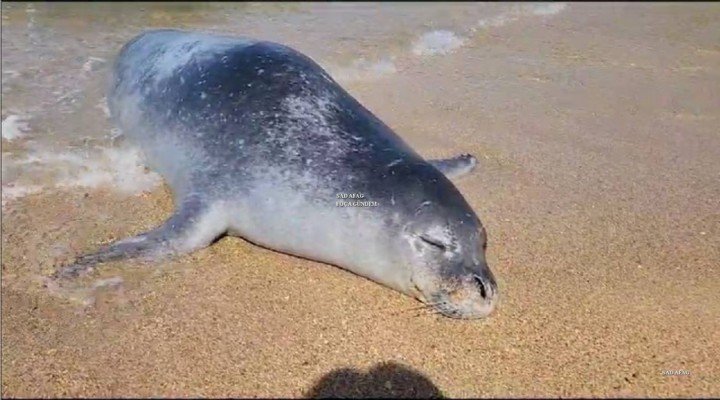 F O C A S A H I L I N D E O L U A K D E N I Z F O K U B U L U N D U 55927