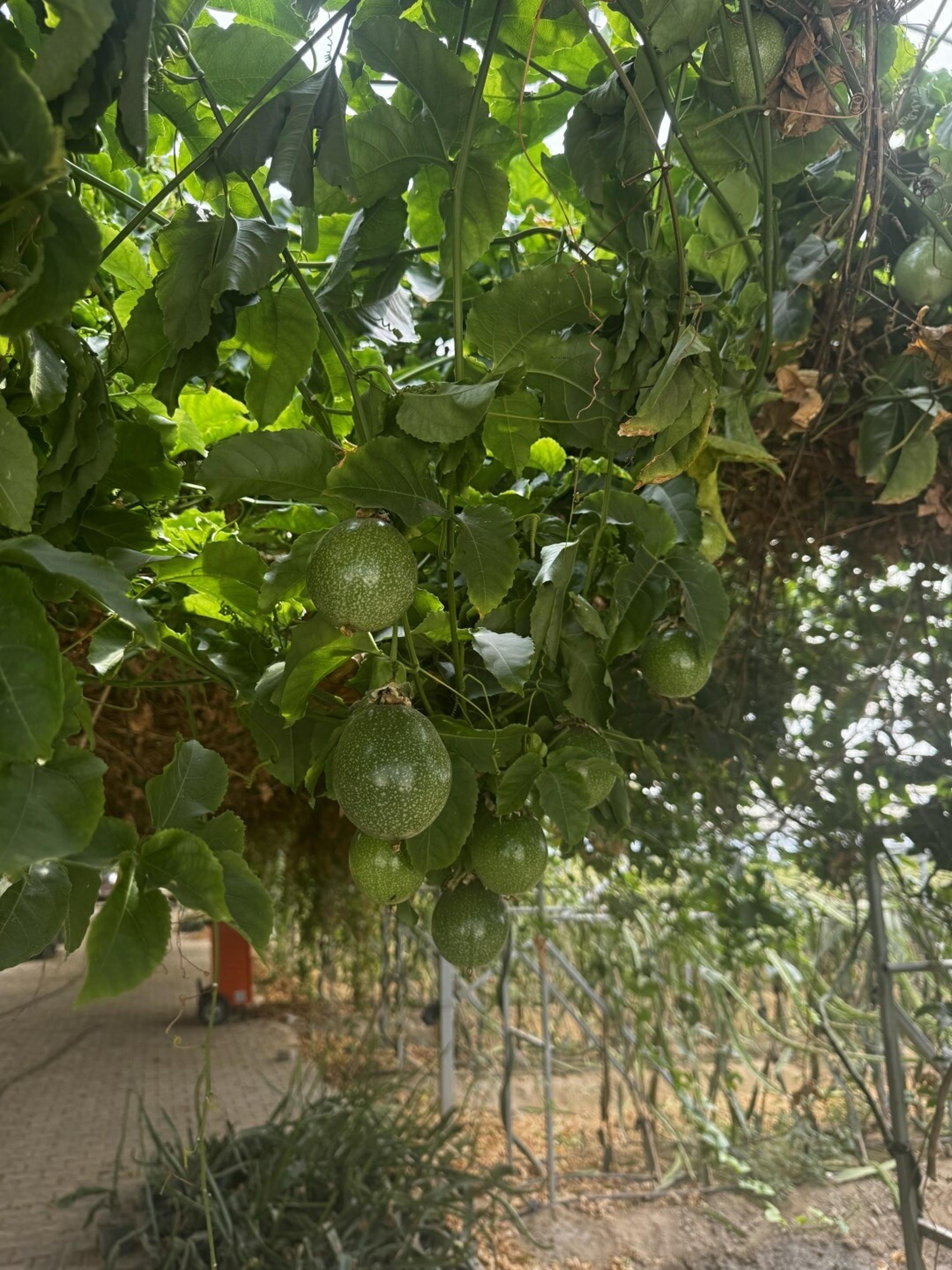 G E N C M U H E N D I S A D A Y I N D A N T R O P I K A L S E R A D A 1257880 374294