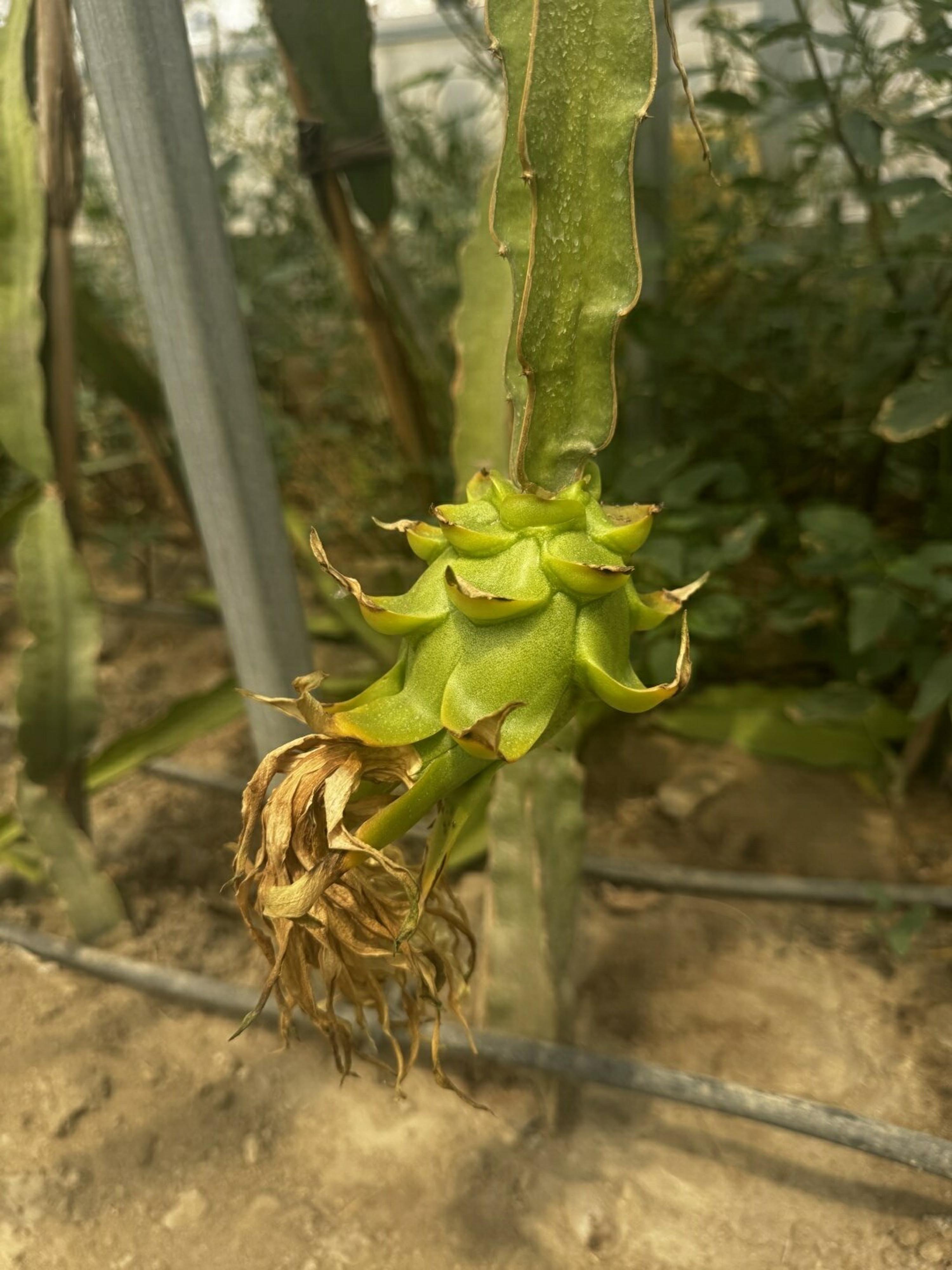 G E N C M U H E N D I S A D A Y I N D A N T R O P I K A L S E R A D A 1257881 374294