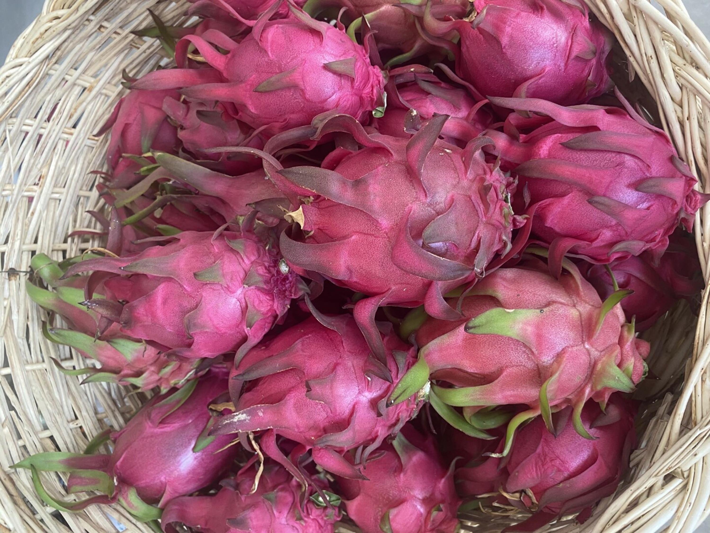 G E N C M U H E N D I S A D A Y I N D A N T R O P I K A L S E R A D A 1257884 374294