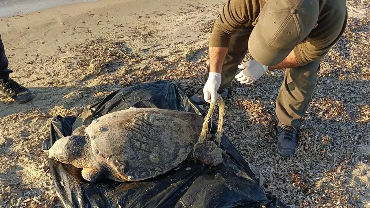 Kusadasi Sahilinde Iki Deniz Kaplumbagasi Karaya Vurdu 540832 D7A6Bbdf9Fa4B7Dfe7F714F4860647B9