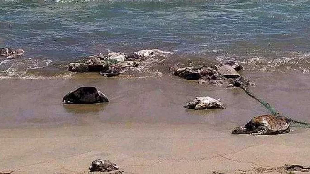 Meksika Da Yaklasik 300 Deniz Kaumbagasi Karaya Vurdu 10297F537Ce47D246A4F