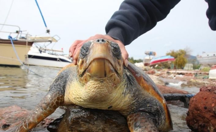 Nesli Tukenmekte Olan Canli Karaya Vurdu 141F12D