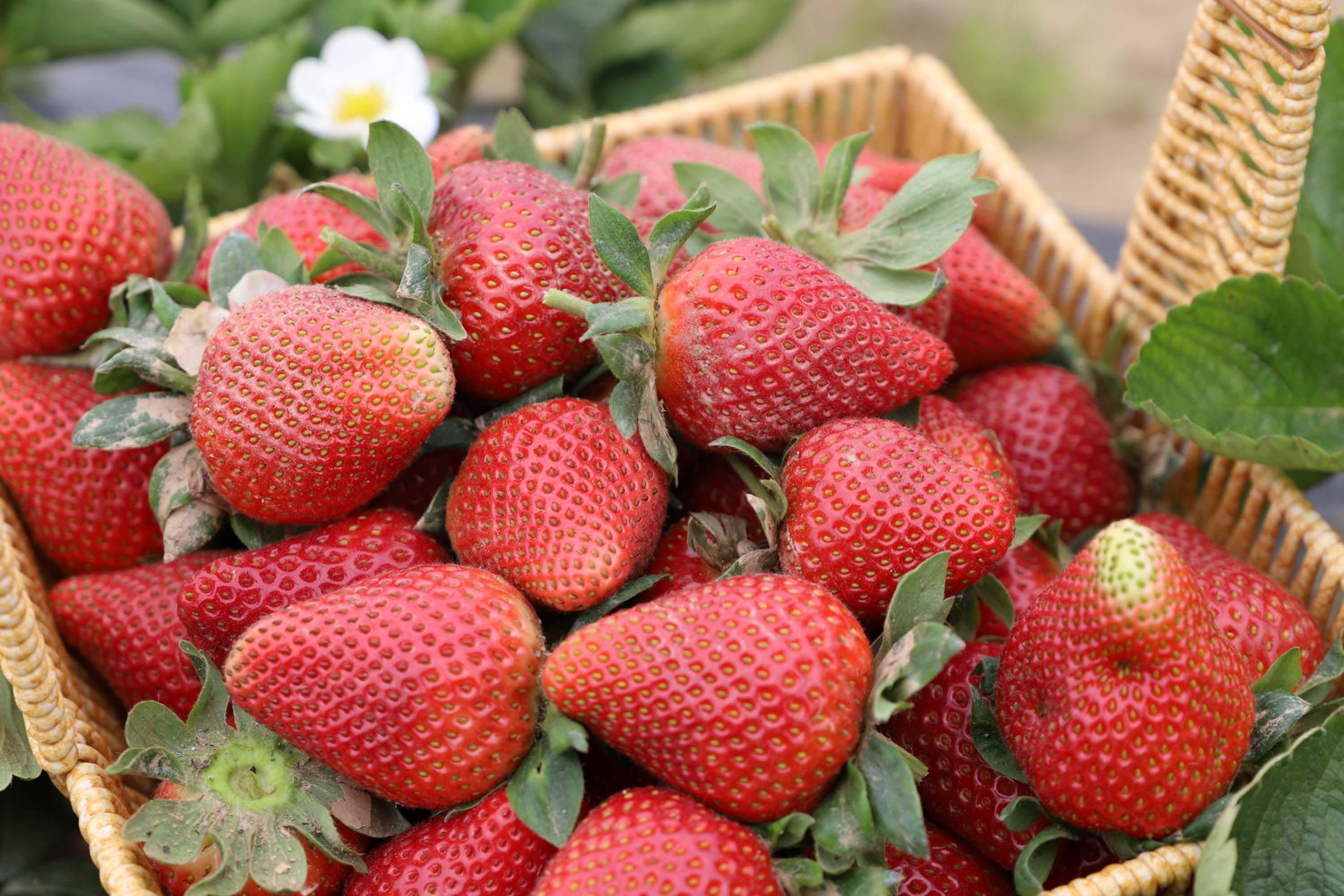 O R G A N I K C I L E K T E H A S A T H E Y E C A N I B A S L A D I 1262677 375812