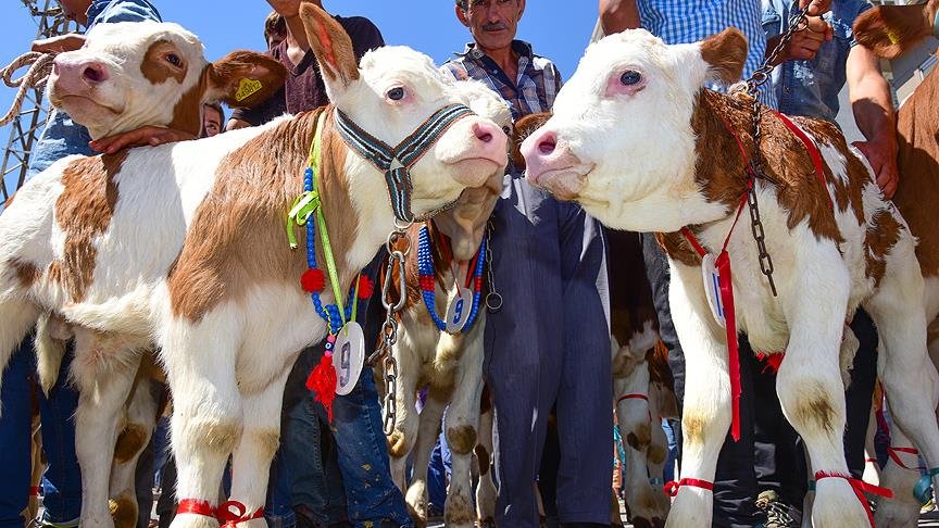 Thumbs B C F2C67Aa94Ba4451C7C3Ca10585A2B9E8