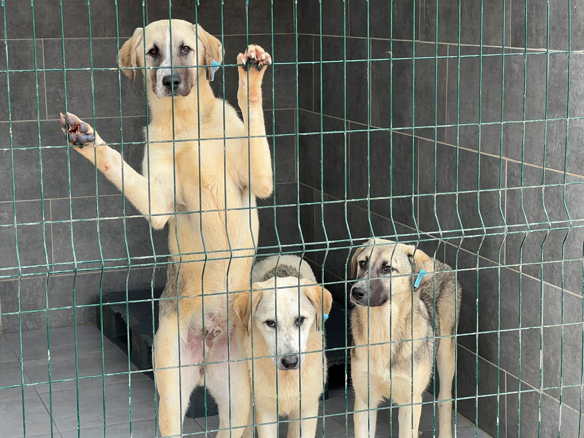 Whatsapp Image 2026 04 01 At 09.45.51