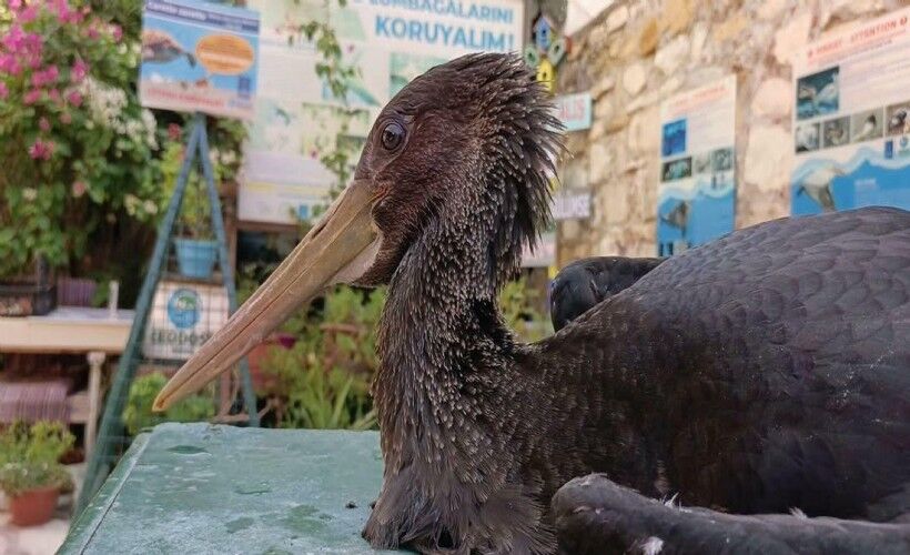 Aydin Da Yarali Karaleylek Korumaya Alindi 394819 News Big