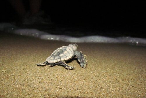 Caretta Carettalarin Yavru Cikislari Tamamlandi I H A 20140911 A W189528 3 T