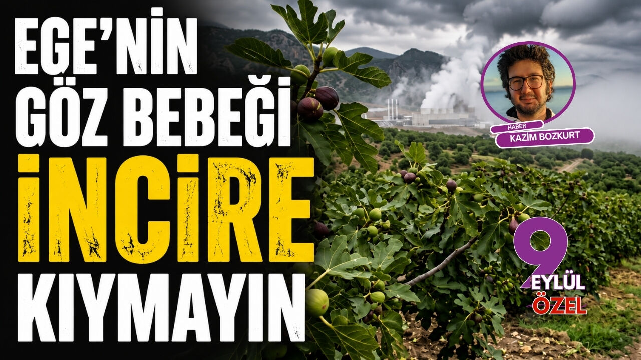 Ege'nin göz bebeği incire kıymayın