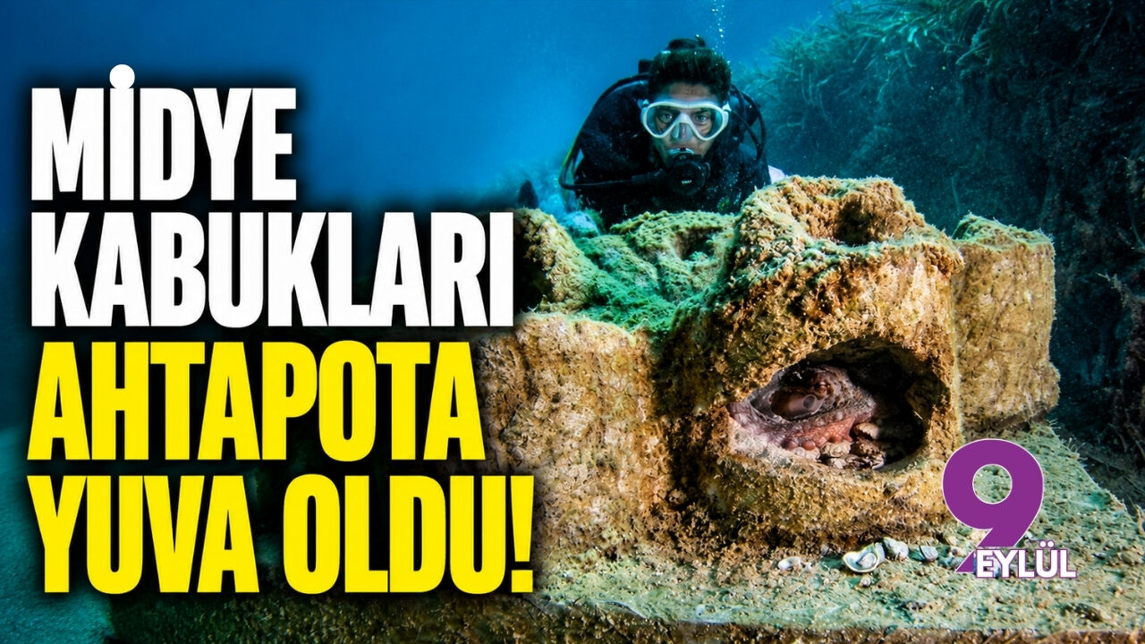 Midye kabukları ahtapota yuva oldu!