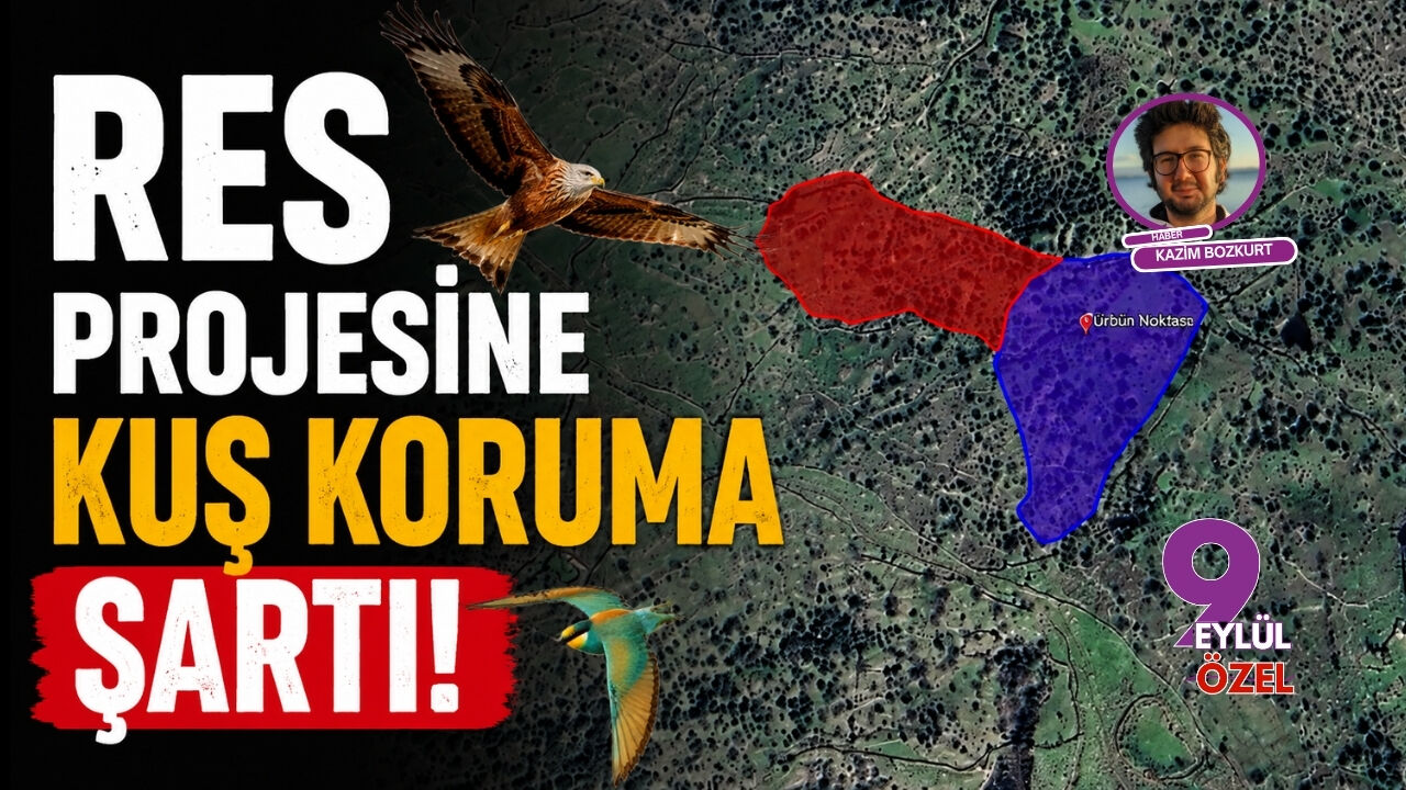 İzmir Aliağa'da RES projesine kuş koruma şartı!