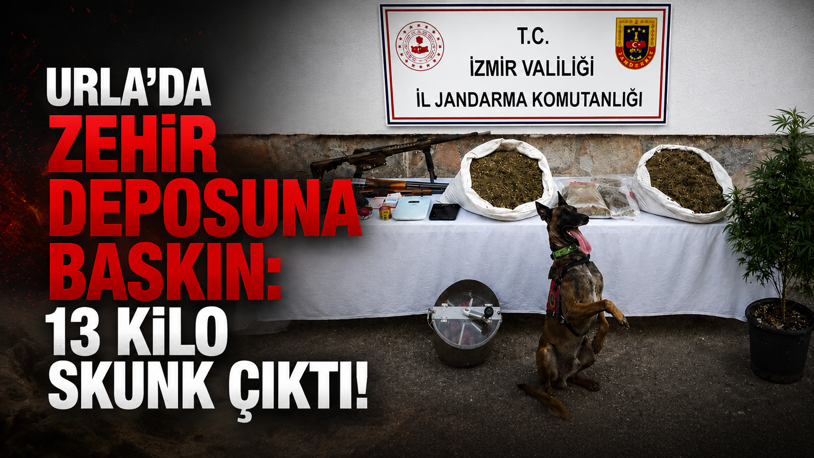 Urla’da zehir deposuna baskın: 13 kilo skunk çıktı!