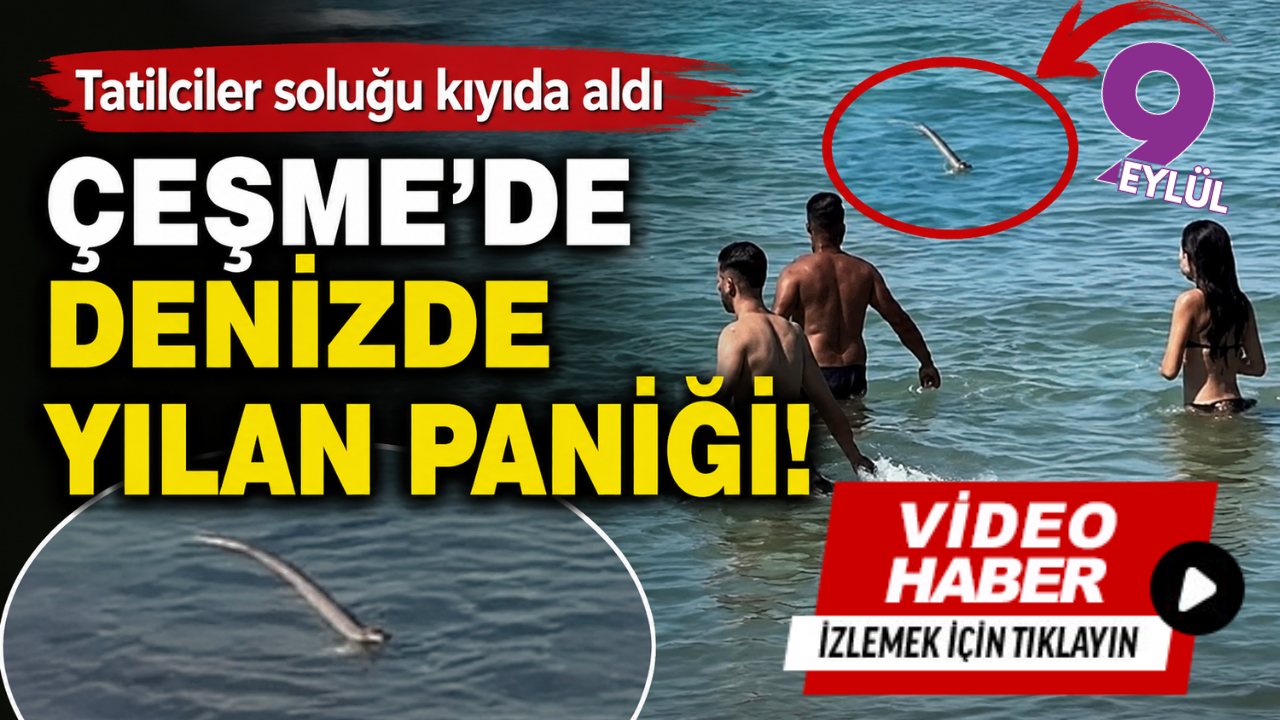 Çeşme’de denizde yılan paniği! Tatilciler soluğu kıyıda aldı