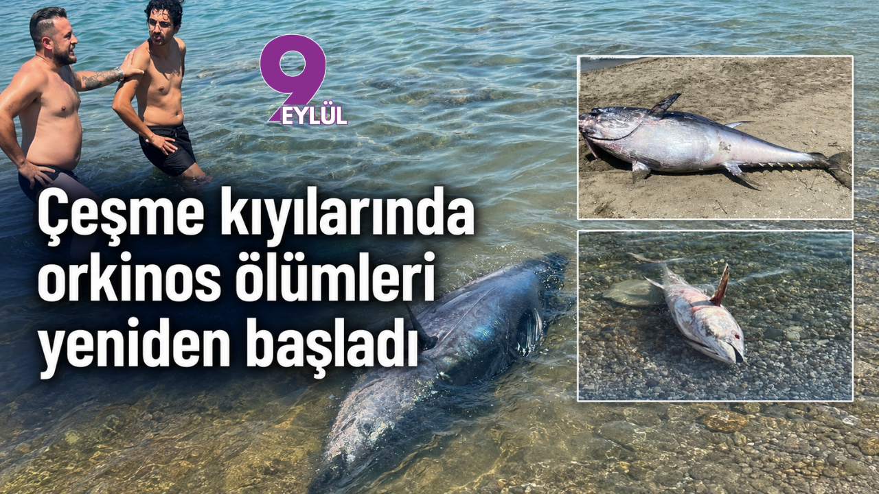 Çeşme kıyılarında orkinos ölümleri yeniden başladı