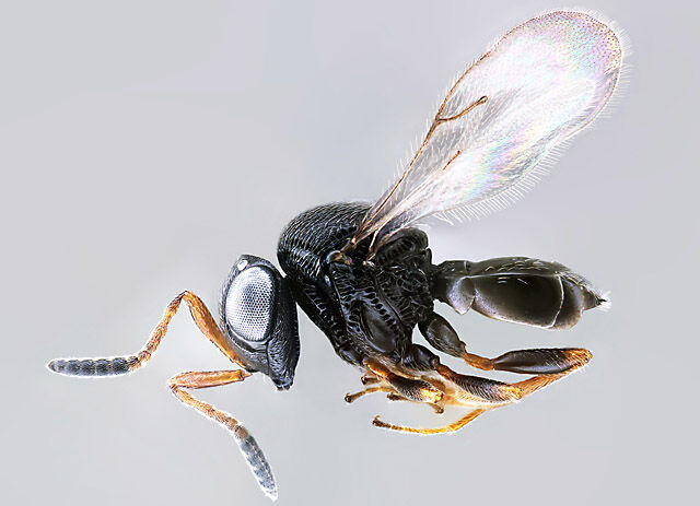 Trissolcus Japonicus Elijah Talamas