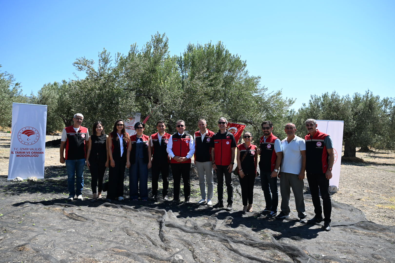Zeytin Hasadı 7