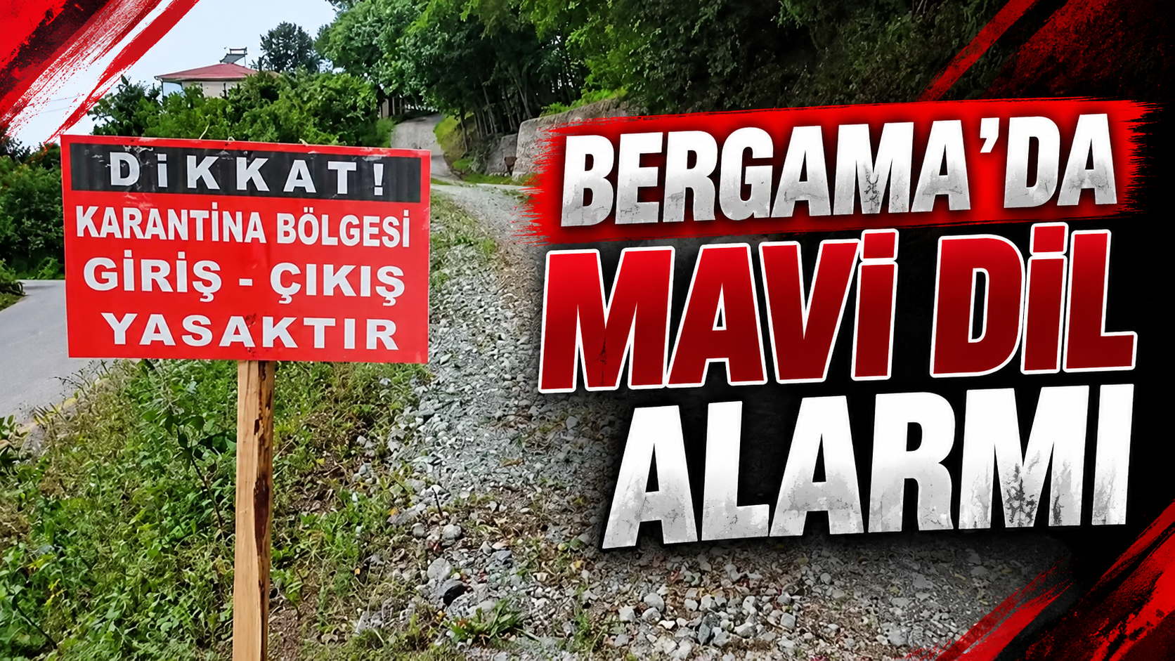 Bergama'da mavi dil alarmı: 15 mahalle 40 gün süreyle karantinaya alındı!
