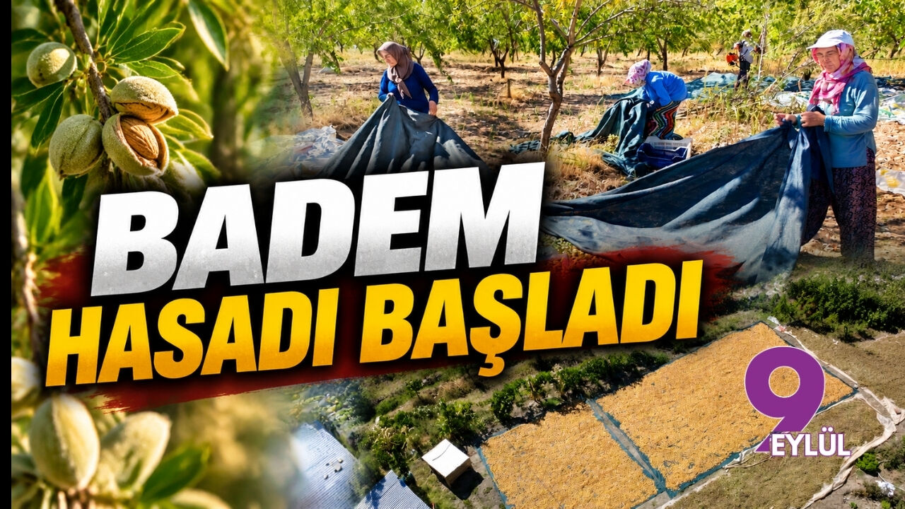 Badem hasadı başladı
