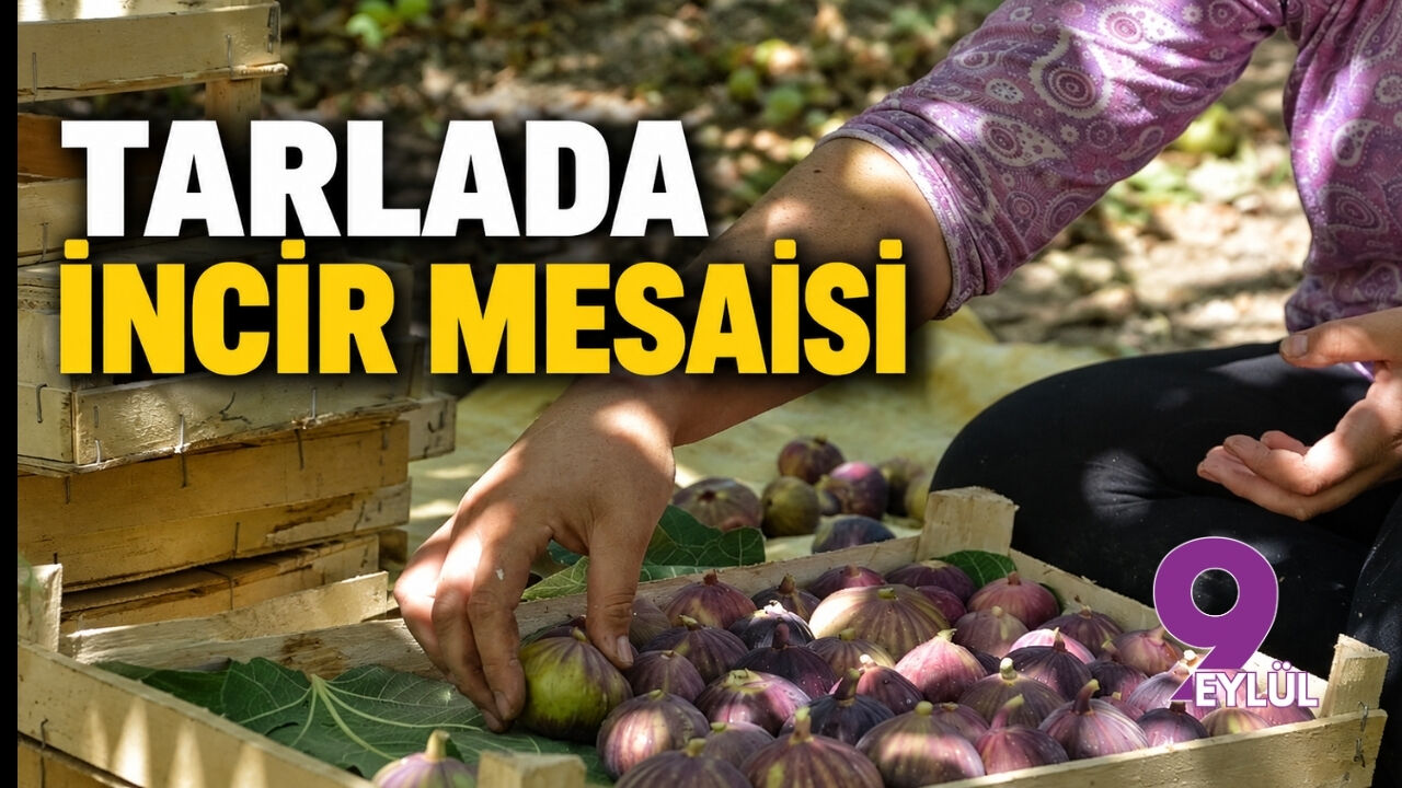 Tarlada incir mesaisi