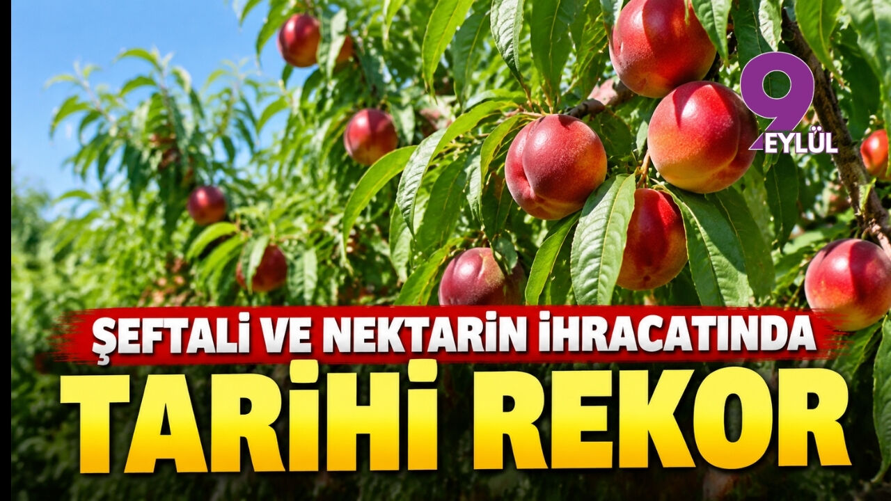 Şeftali ve nektarin ihracatında tarihi rekor