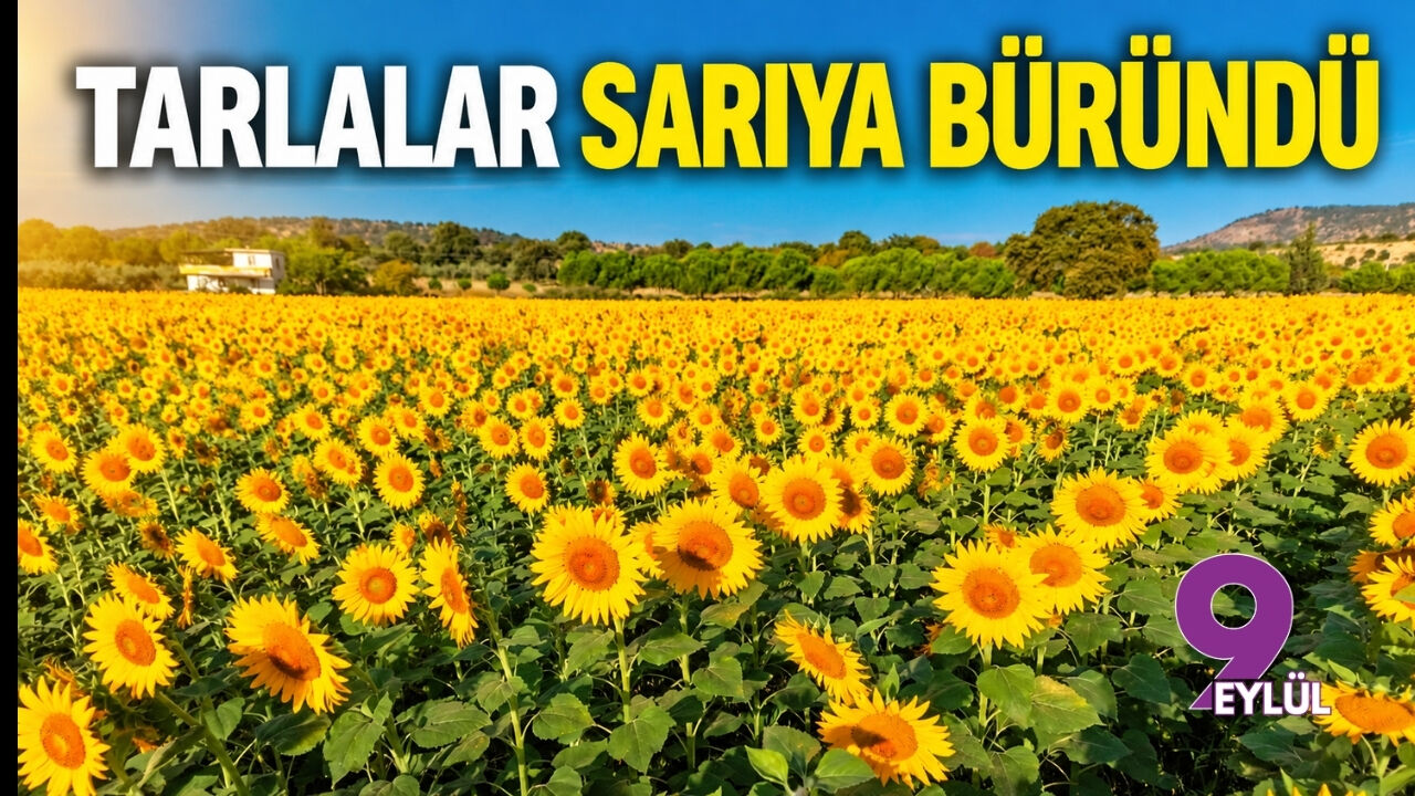 Tarlalar sarıya büründü