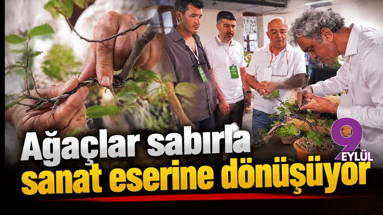 Ağaçlar sabırla sanat eserine dönüşüyor
