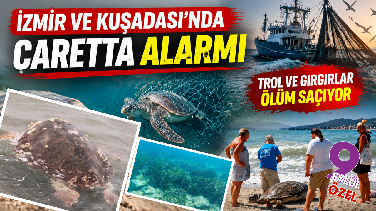 İzmir ve Kuşadası kıyılarında alarm: Caretta caretta ölümleri endişe yarattı