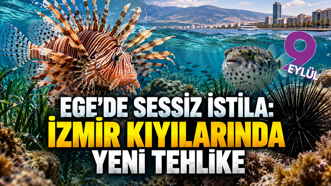 Ege'de sessiz istila: İzmir kıyılarında yeni tehlike