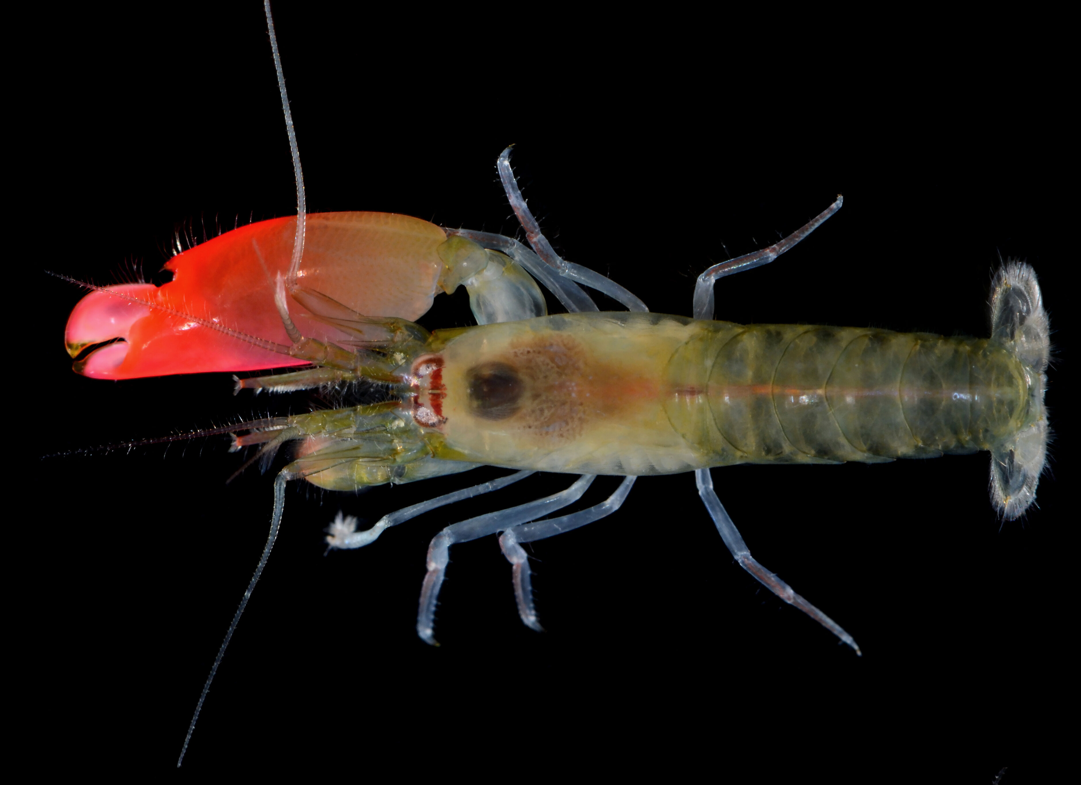 Synalpheus Pinkfloydi (Full Res) By Arthur Anker