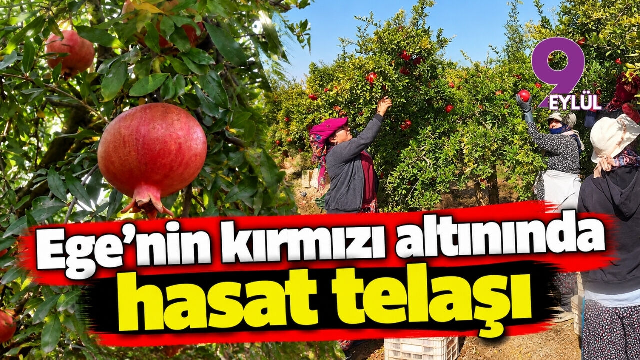 Ege'nin kırmızı altınında hasat telaşı